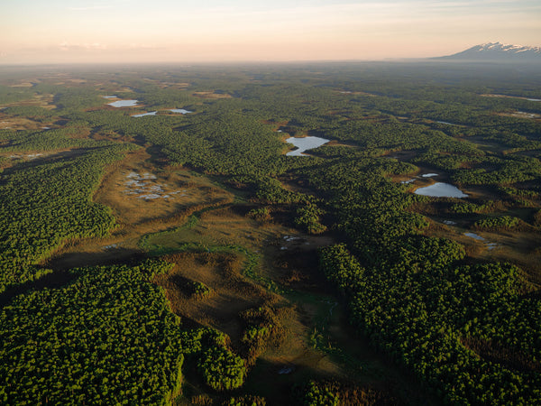 Alaskan Taiga 01