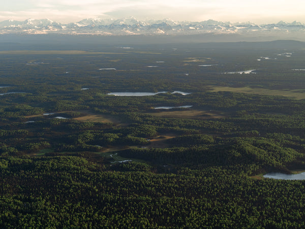 Alaskan Taiga 06