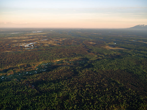 Alaskan Taiga 08