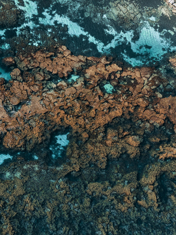 Rottnest Island Coral Reefs 06